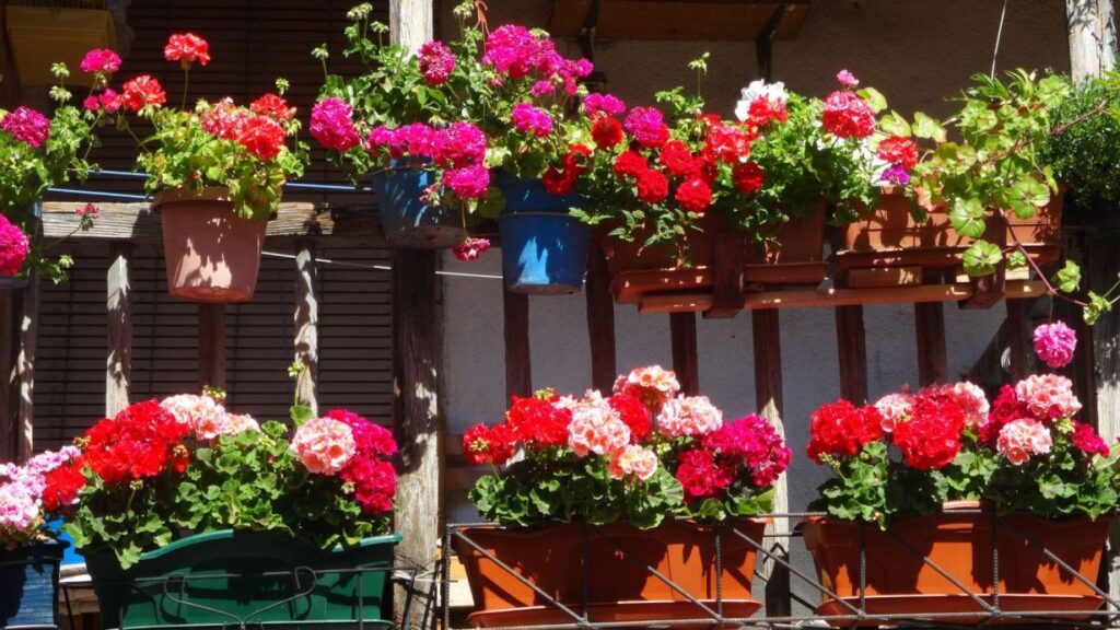 Decide when to do the camino