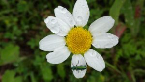 4 how long will you camino